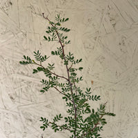 Prosopis pubescens, Screwbean Mesquite