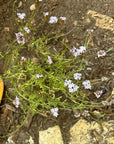 Verbena lilacina, Paseo Rancho Lilac by swell