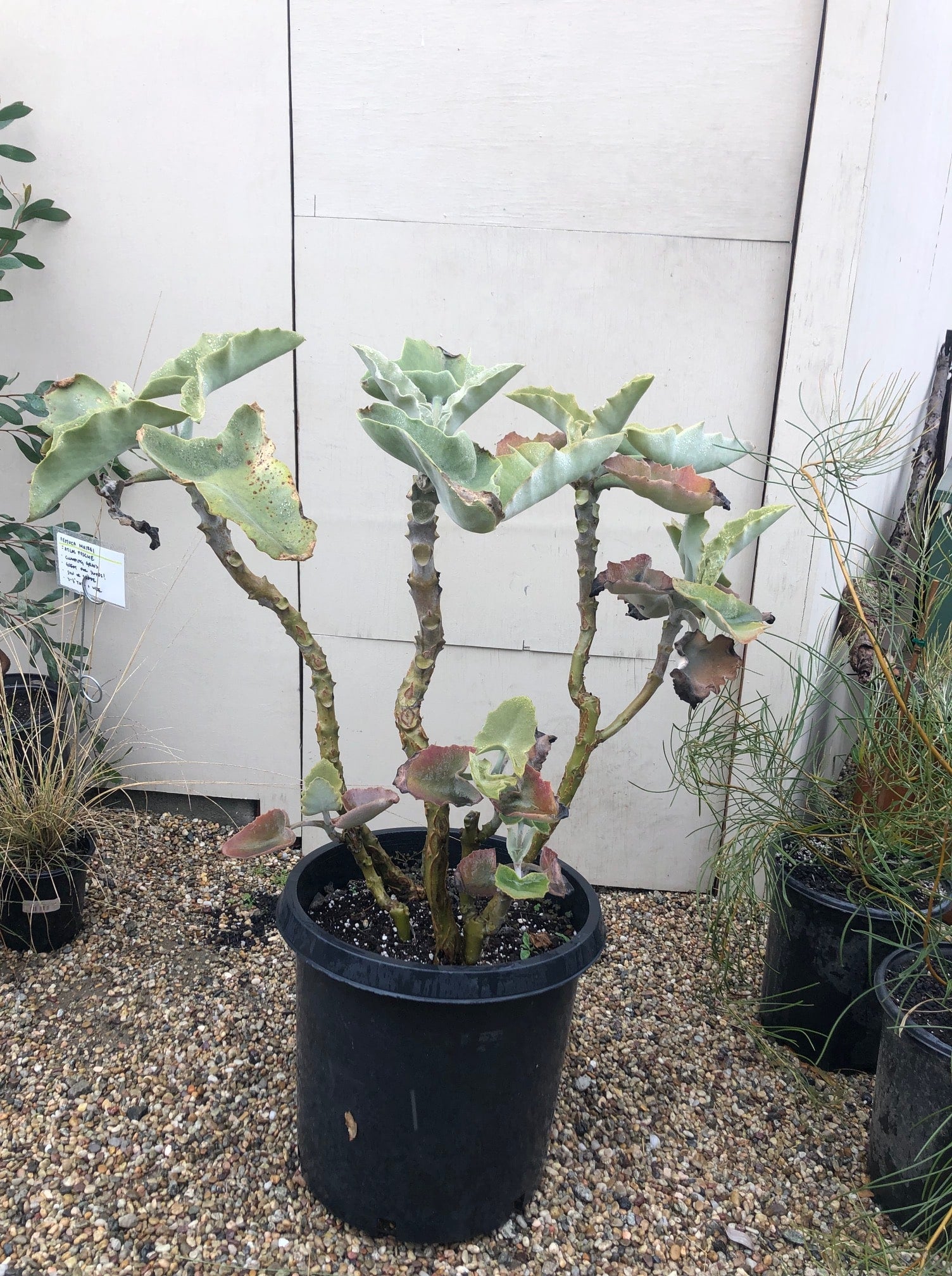 fang succulent Kalanchoe beharensis (Velvet Elephant Ear)