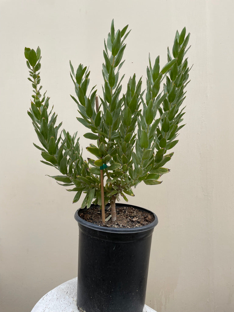 Leucospermum gueinzii