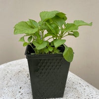 Organic Spilanthes, Acmella oleracea - Please call shop for availability