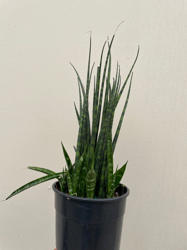 sansevieria fernwood mikado snake plant Sansevieria Fernwood Mikado – Plant Material