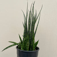 Sansevieria Fernwood Mikado