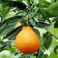 Minneola Tangelo, semi-dwarf