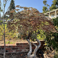 Eriogonum giganteum 'St. Catherines Lace' Buckwheat mature By Plant Material