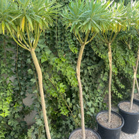 Euphorbia lambii