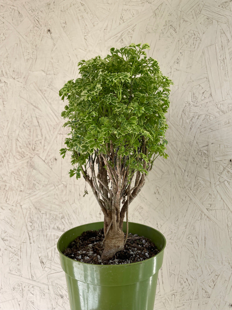 Aralia Ming Gold Mini Bonsai