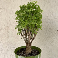Aralia Ming Gold Mini Bonsai