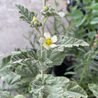 Sphaeralcea sulphurea, Guadalupe Island Globemallow