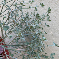 Acmispon argophyllus var. argenteus, Channel Islands Silver Lotus
