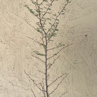 Prosopis pubescens, Screwbean Mesquite