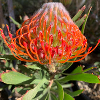 Leucospermum Tango