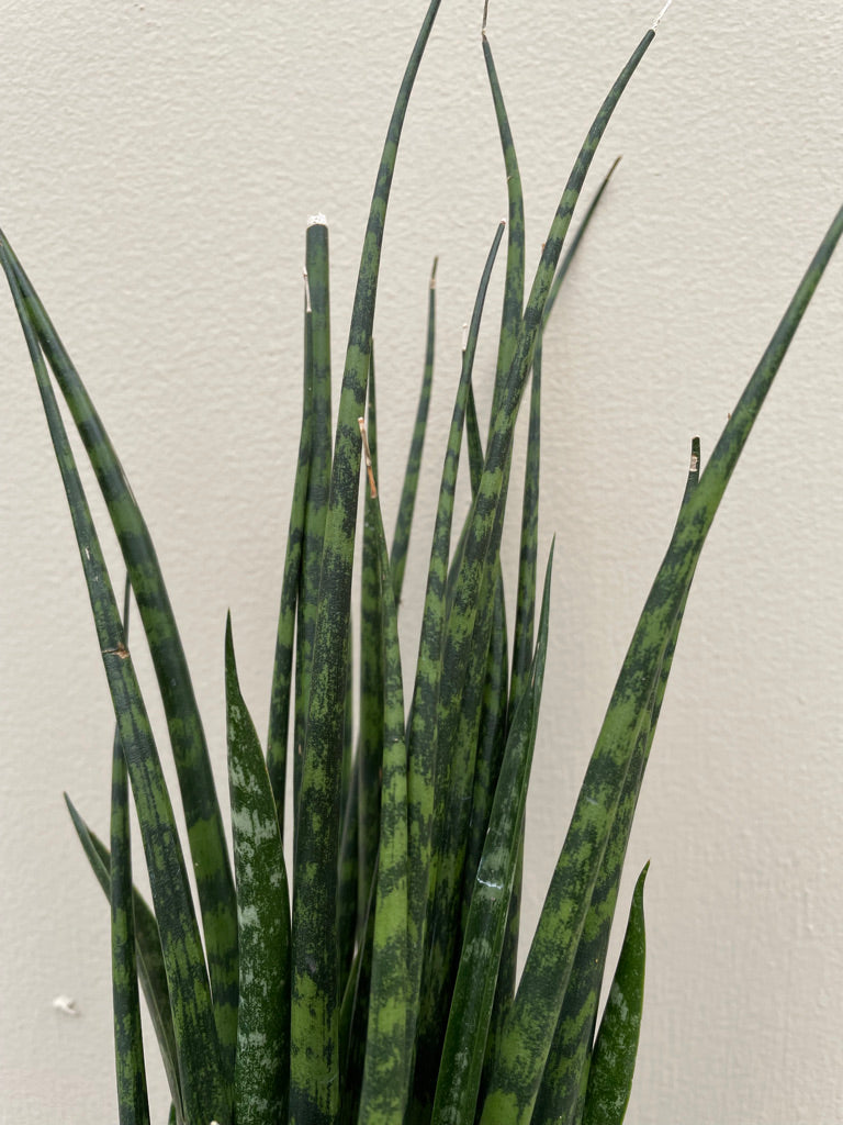 sansevieria cylindrica mikado Sansevieria Fernwood Mikado – Plant Material