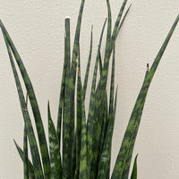 Sansevieria Fernwood Mikado