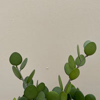 Xerosicyos danguyi, String of Coins