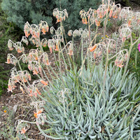 plant material shot
