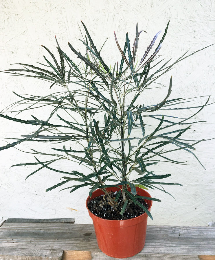 false aralia indoor plant Plerandra elegantissima (false aralia)
