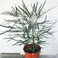 Plerandra elegantissima (false aralia)