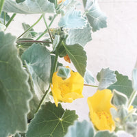 Abutilon palmeri (Indian Mallow) Yellow Flowers