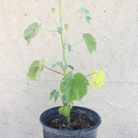 Abutilon palmeri (Indian Mallow) 1 Gallon