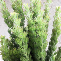 Adenanthos sericeus, Coast Woollybush