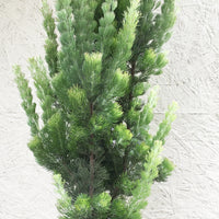 Adenanthos sericeus, Coast Woollybush