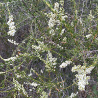 Adenostoma fasciculatum , Chamise Nature shot by Plant Material