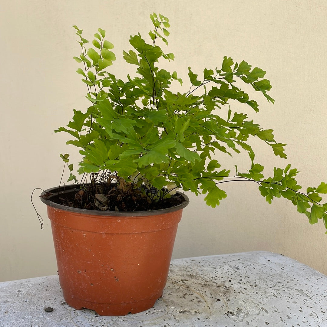 maidenhair fern indoor house plant Adiantum capillus-veneris, Southern maidenhair fern