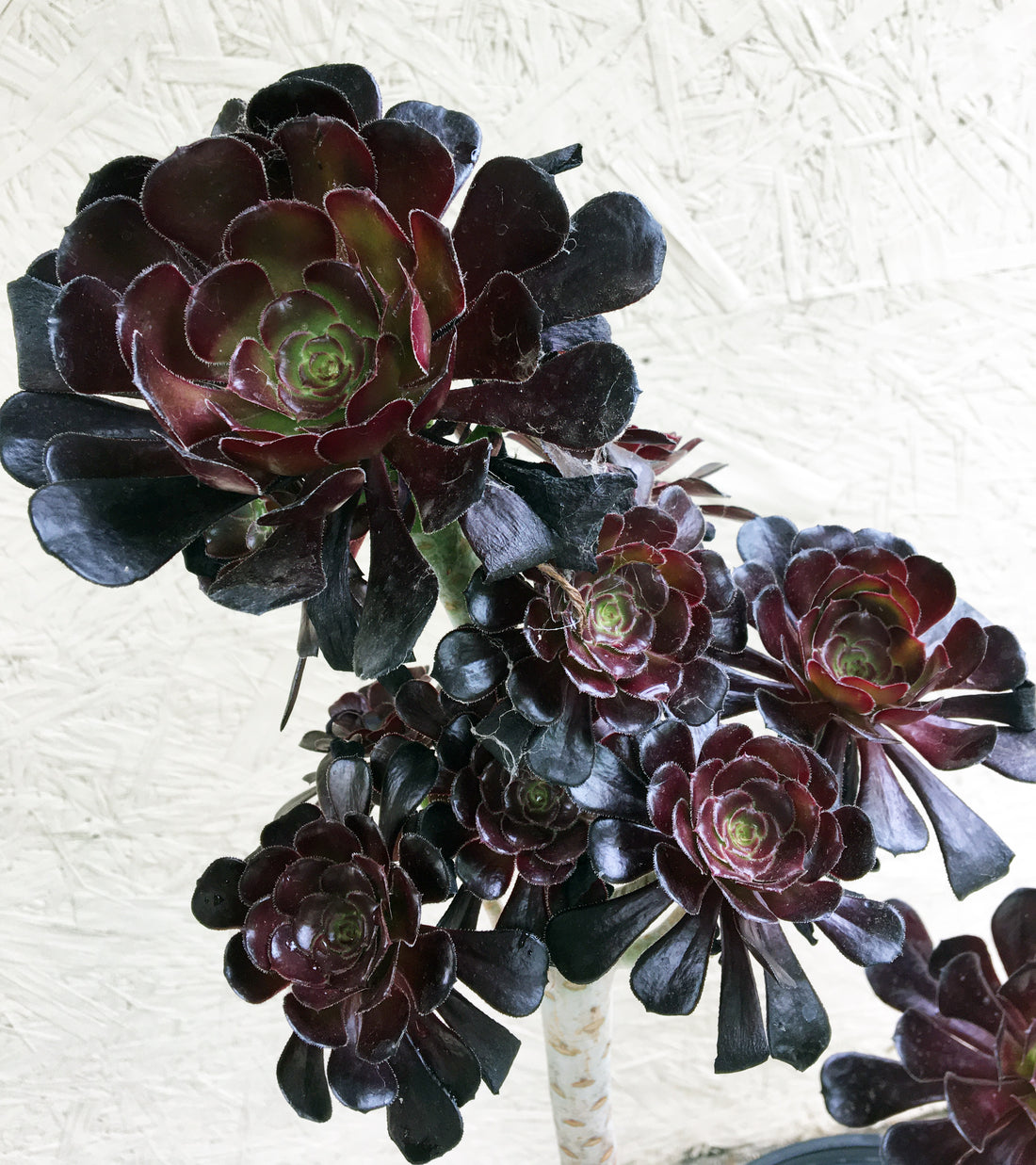 Aeonium atropurpureum Black