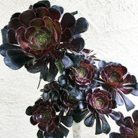 Aeonium atropurpureum Black