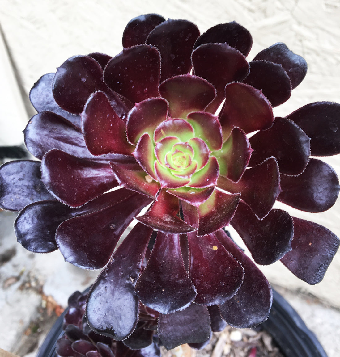 Aeonium atropurpureum Black