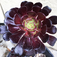 Aeonium atropurpureum Black