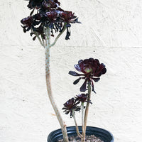 Aeonium atropurpureum Black