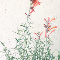 Agastache rupestris (Rock Anise Hyssop)
