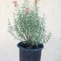 Agastache rupestris (Rock Anise Hyssop)