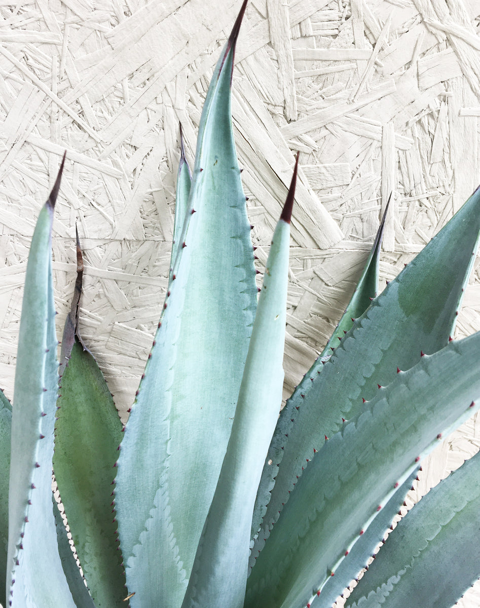Agave franzosinii – Plant Material