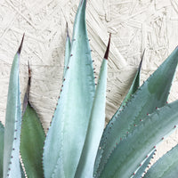 Agave franzosinii