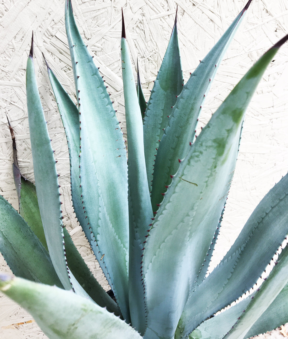 Agave franzosinii
