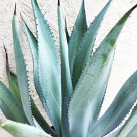 Agave franzosinii