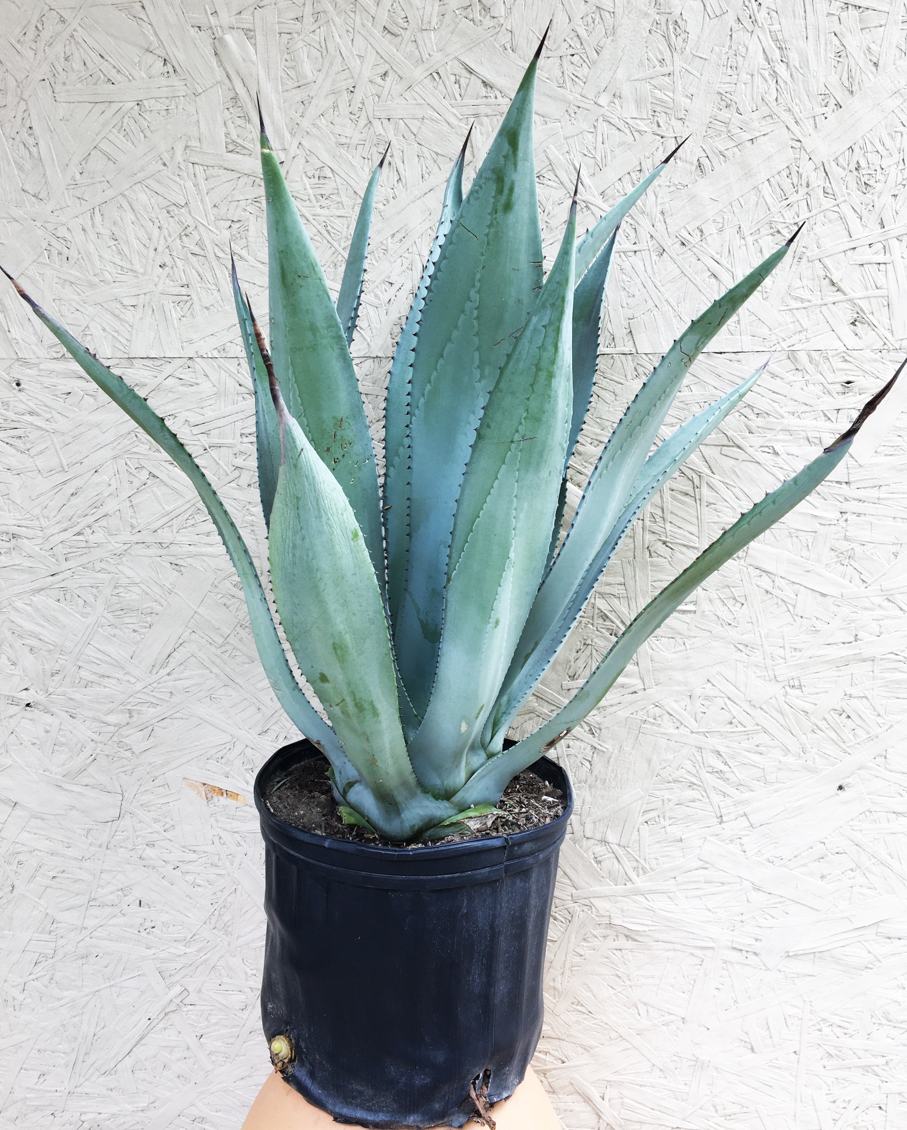 Agave franzosinii