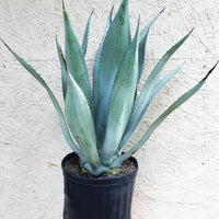 Agave franzosinii