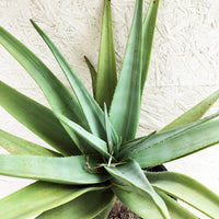 Aloe Hercules