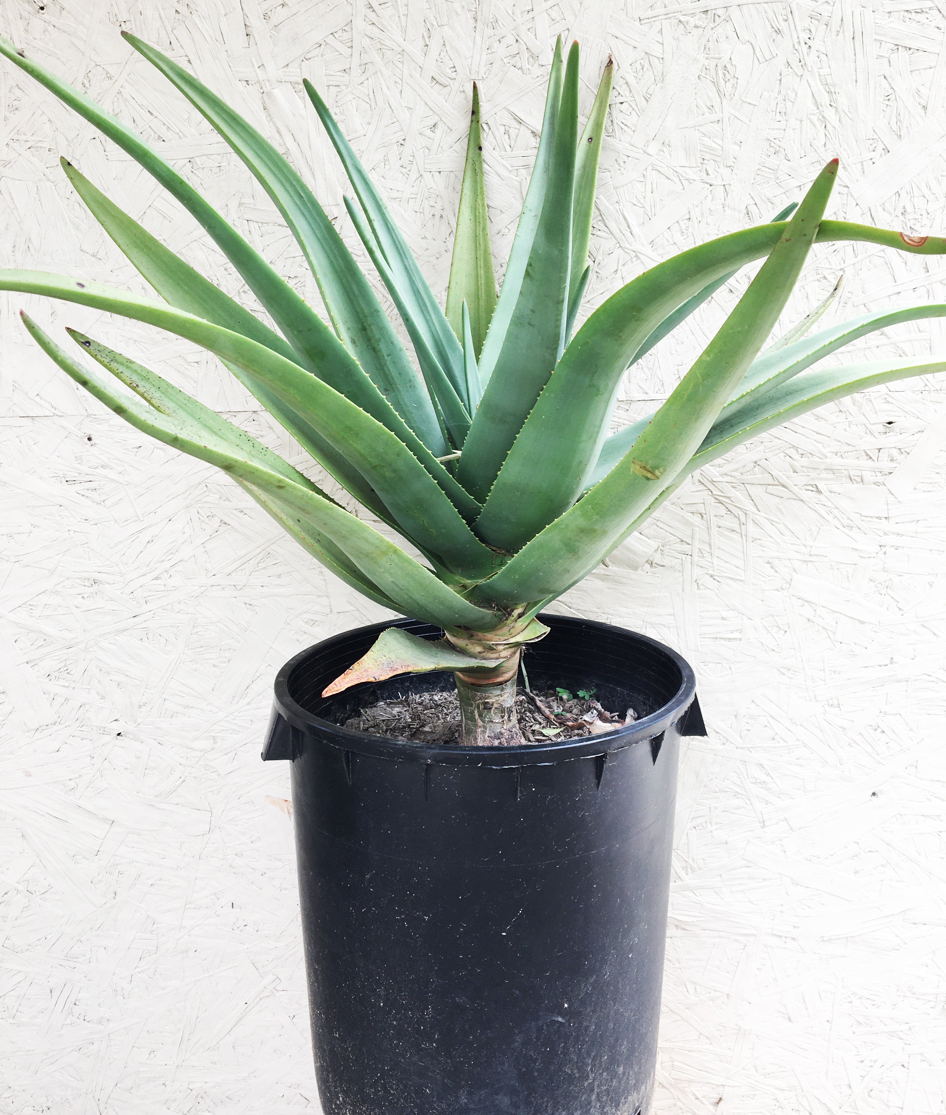 where to buy large aloe vera plant Aloe Hercules – Plant Material