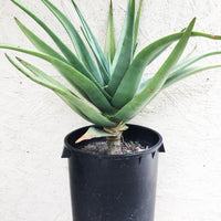 Aloe Hercules