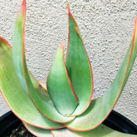 Aloe striata