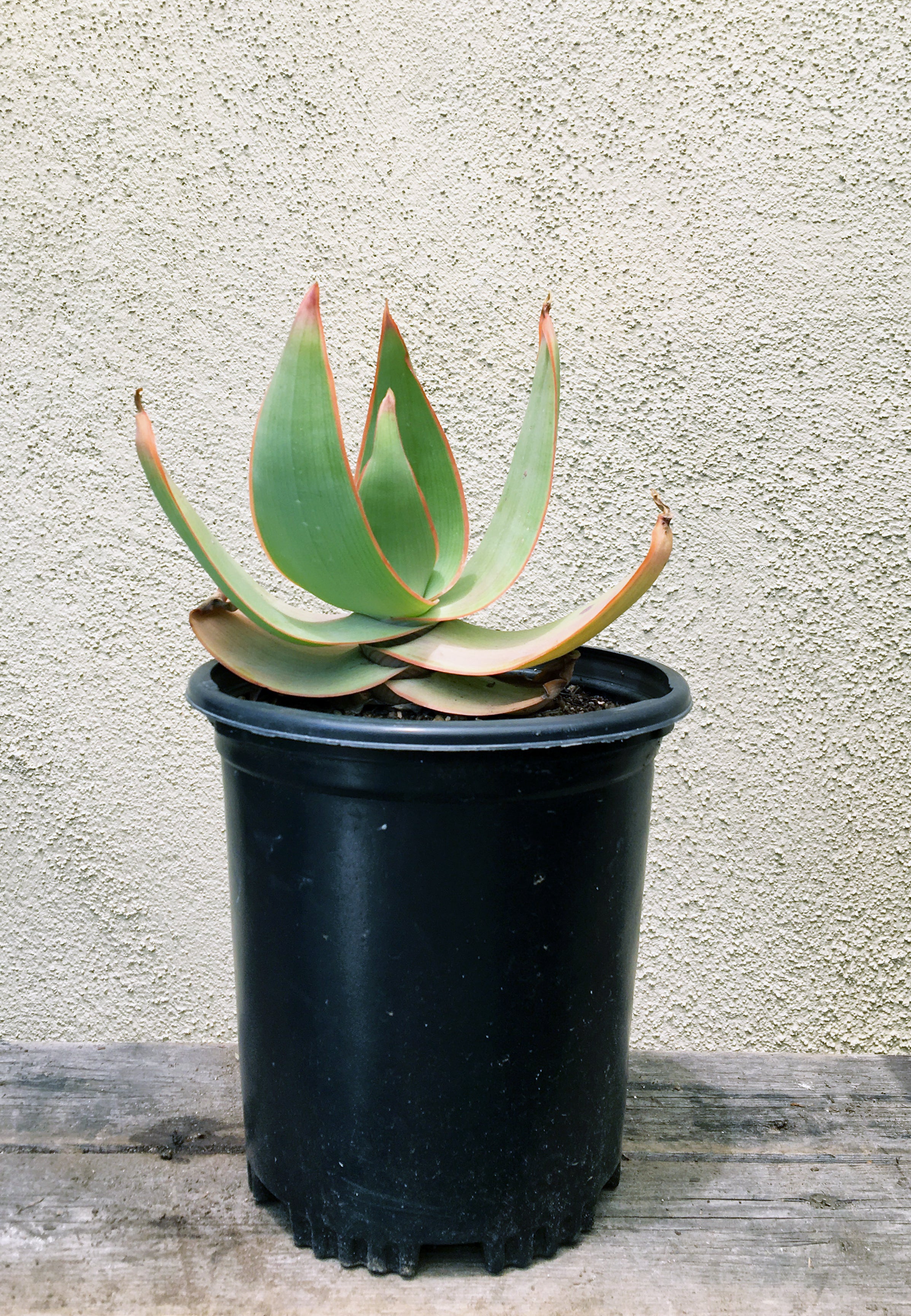 where to sell aloe vera plant Aloe striata – Plant Material