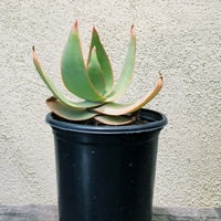 Aloe striata