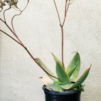Aloe striata