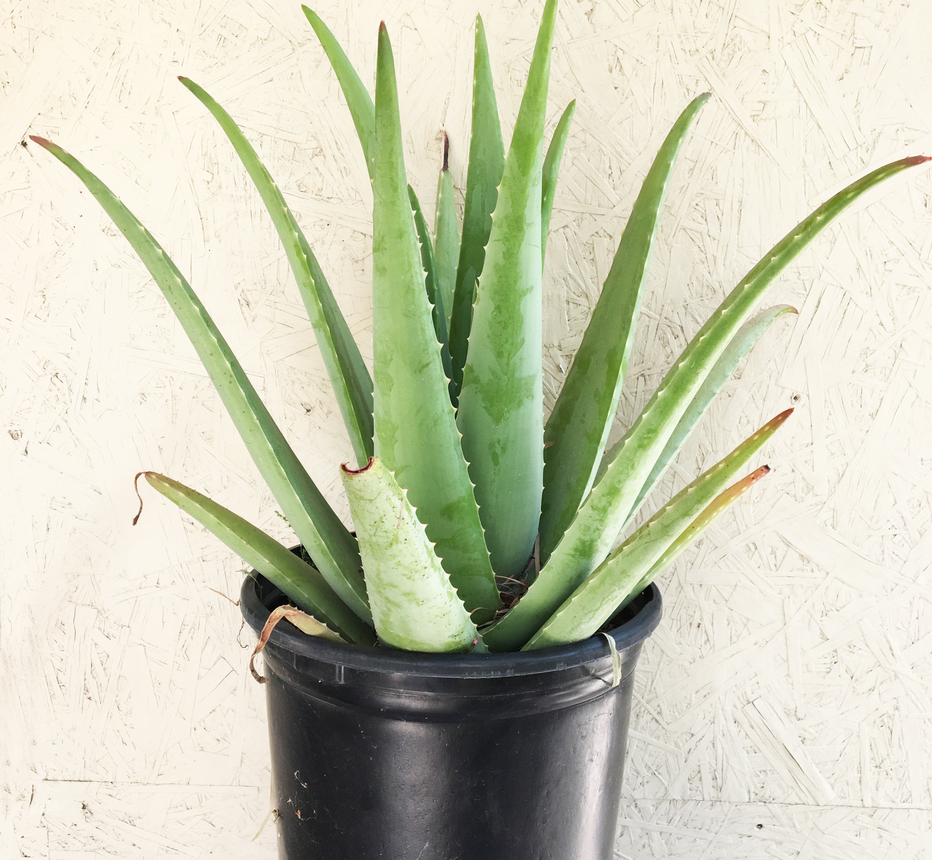 barbadensis aloe vera plant Aloe barbadensis (Aloe Vera)