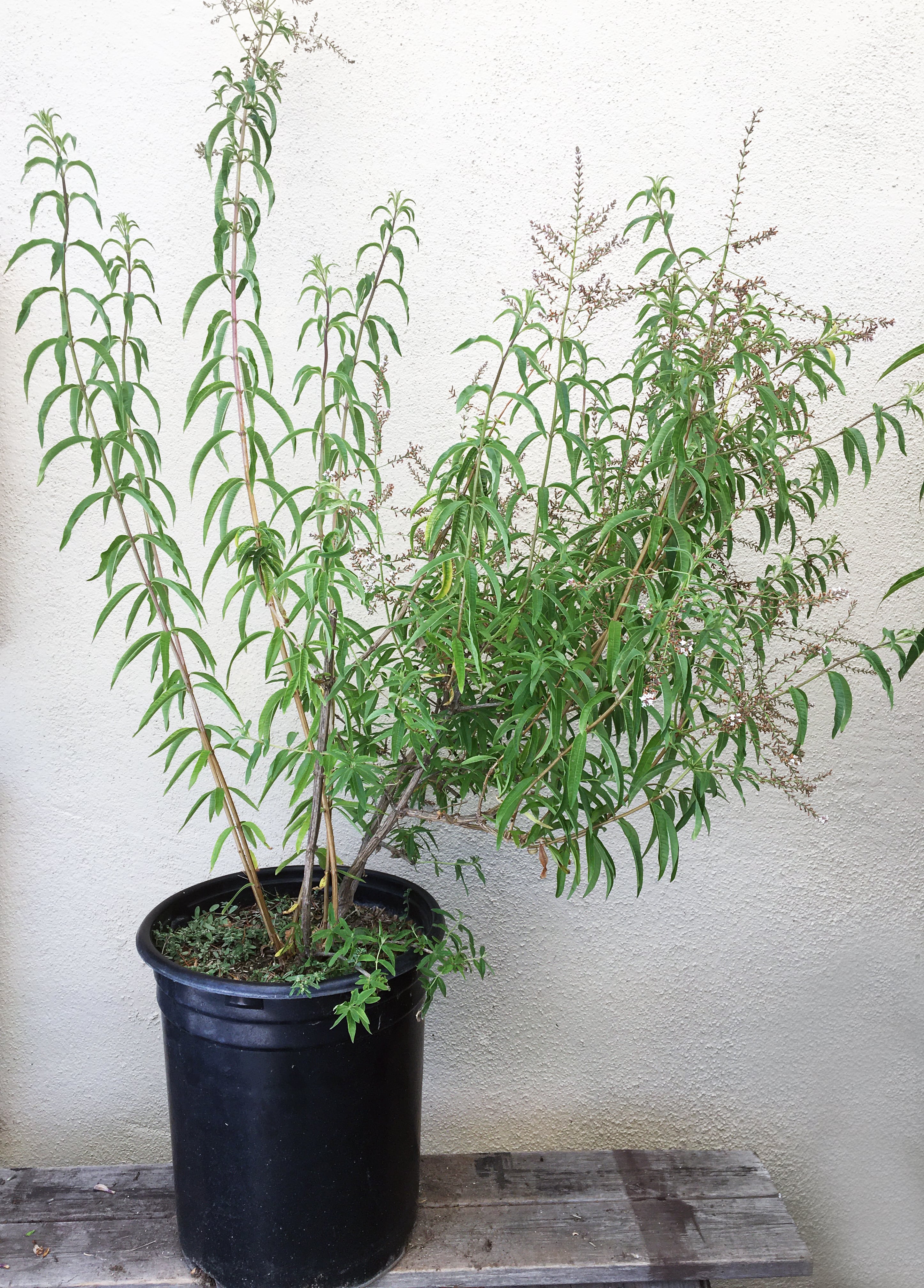 verbena pot plant Aloysia triphylla, Lemon Verbena